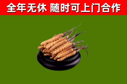 晋江市烟酒回收冬虫夏草.jpg