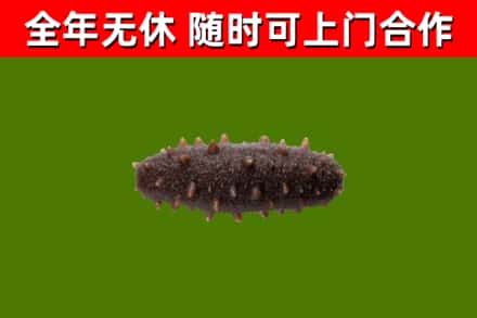 晋江市烟酒回收干海参.jpg